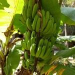 Musa acuminata Fruit