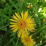 Pentanema salicinum Flower