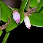 Sphyrospermum buxifolium Meyve