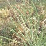 Sesbania bispinosa Fruto