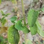 Stachys spectabilis خشب