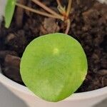 Pilea peperomioides ᱪᱷᱟᱹᱞᱤ