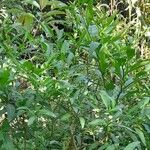 Solanum pseudocapsicum 整株植物