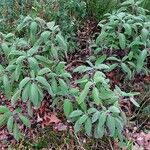 Salvia officinalis অভ্যাস