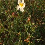 Helianthemum almeriense Leaf