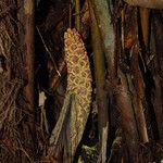 Sclerosperma mannii Frucht