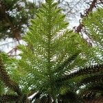 Araucaria nemorosa Лист