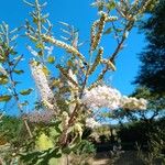 Tetradenia riparia Flower