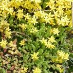 Sedum acre Агульны выгляд