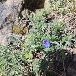 Lithodora fruticosa葉