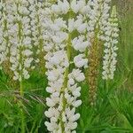 Lupinus × regalis Λουλούδι