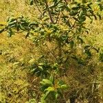 Frangula azorica Likasa