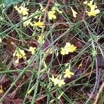 Jasminum nudiflorumÇiçek