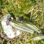 Silene ciliata Flor