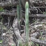 Pilosocereus leucocephalus Leaf