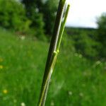 Turritis brassica Azala