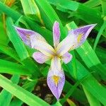 Iris virginica Flower