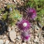 Ptilostemon hispanicus Flower