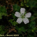 Geranium cazorlense Kvet