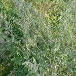 Artemisia absinthium Blad