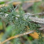 Asparagus aphyllus Bark