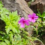 Geranium palmatum Цветок