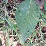 Galeopsis tetrahit Hoja