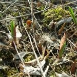 Polygonatum humile Yeri