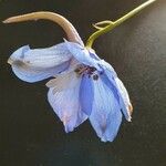 Delphinium leroyi 花