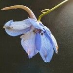 Delphinium leroyi Flower