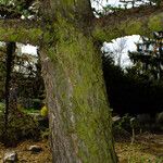 Larix kaempferi 樹皮