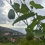 Sicyos edulisFruit