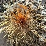Parodia aureicentra Hábito