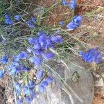 Polygala microphylla Fiore