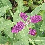Salvia nemorosa 葉