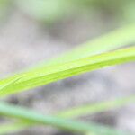 Cyperus difformis Blad