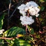 Stevia ovata Flor