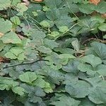 Hydrocotyle ranunculoides Feuille