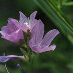 Sidalcea neomexicana Цвят