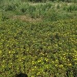 Ludwigia peploides Fula