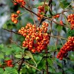 Pyracantha crenulata 其他