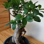 Ficus microcarpa Hostoa