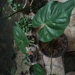 Anthurium nymphaeifolium List