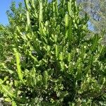 Euphorbia lactea Vekstform