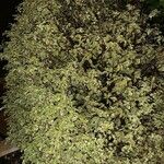 Pittosporum tenuifolium 整株植物