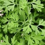 Fumaria muralis Foglia