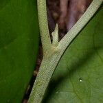 Hieronyma oblonga Corteza