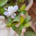 Barleria cristata Fuelha