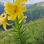 Lilium monadelphum Kvet