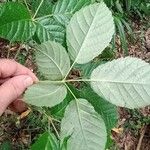 Handroanthus albus Fuelha